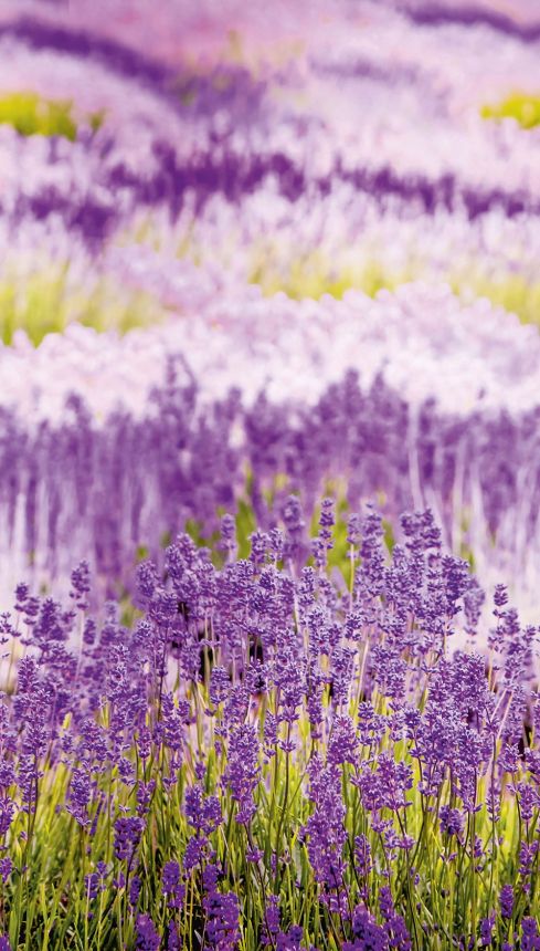 Wall mural Provence Lavender A35901, 159 x 280 cm, Organiser, Murals, Grandeco