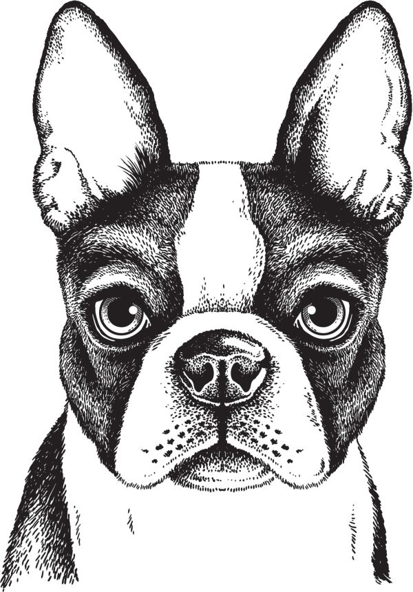 Pre-pasted non-woven wallpaper, Bulldog decoration, PLC017, Platinum Shapes, Decoprint