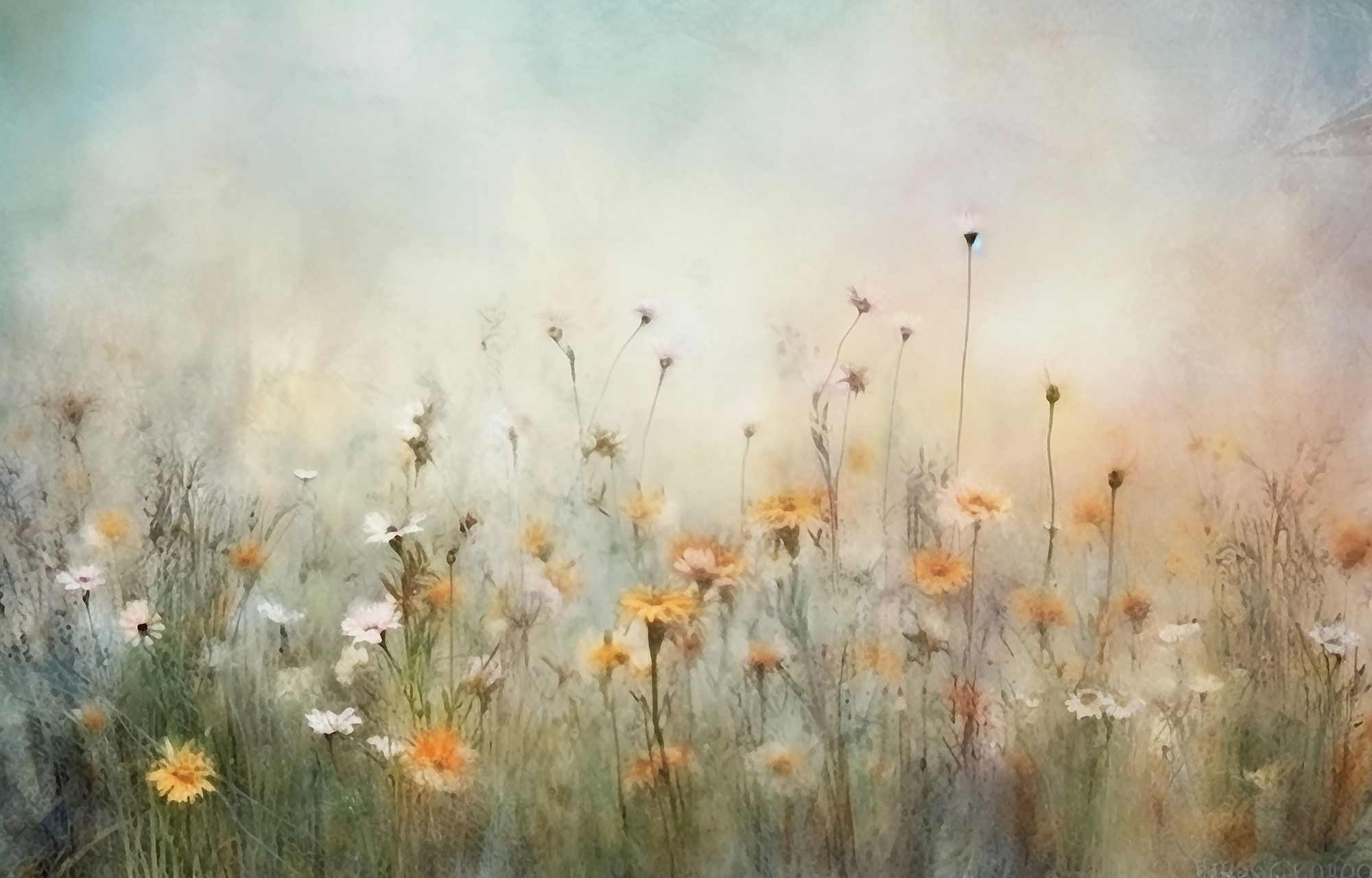 Customized non-woven wall mural, Meadow flowers, 10059, Vavex