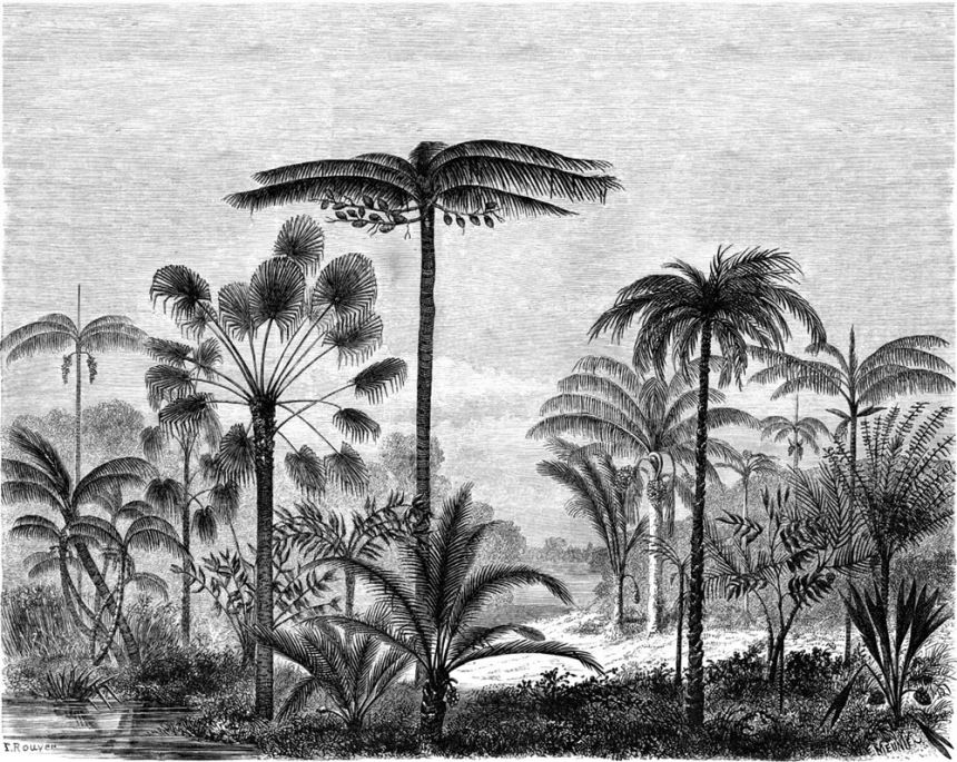 Non-woven wall mural - jungle, palm trees 158952, 350x279cm, Paradise, Esta